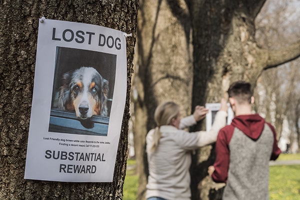Affiche chien perdu