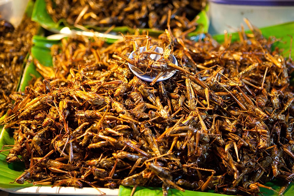 Les thaïlandais ont une appétence pour les insectes