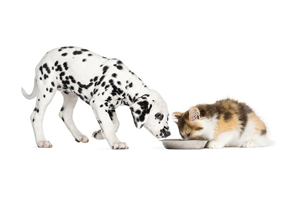 Un chien peut-il manger des croquettes pour chat