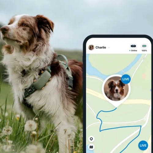 GPS tracker Tractive DOG XL