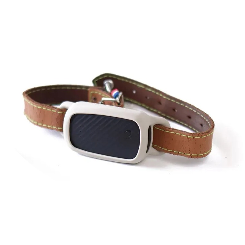 Meilleur collier GPS chien sans abonnement