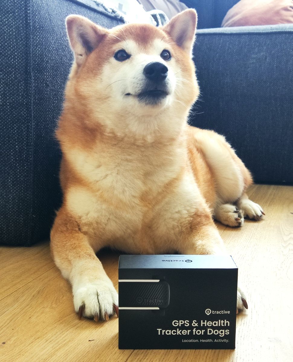 Tractive gps chien avis