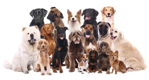 Comparatif Elmut vs Dogfy Diet