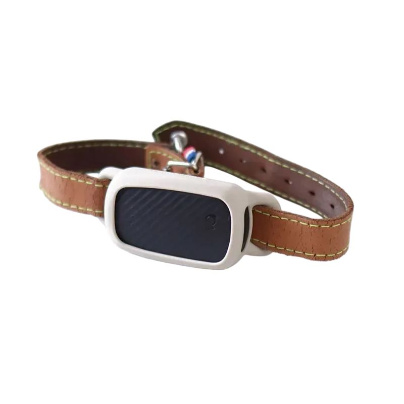 Meilleur collier GPS chien sans abonnement